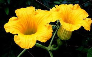 花花吃瓜日常,揭秘娱乐圈幕后故事