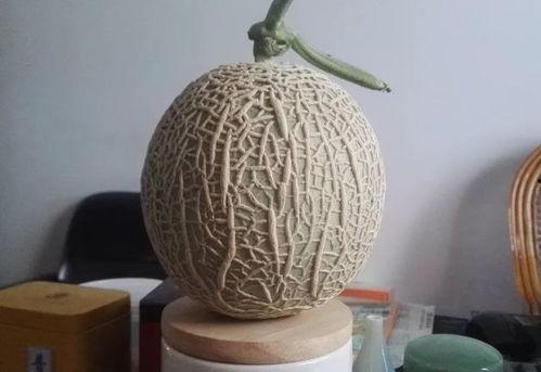 吃纹珑蜜瓜,夏日里的甜蜜诱惑