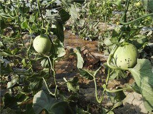 林西县吃瓜,探寻当地特色美食之旅