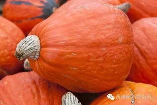 灯泡瓜怎么吃,解锁美味新体验