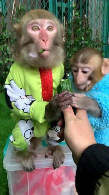 小猴总结吃瓜,揭秘娱乐圈幕后故事