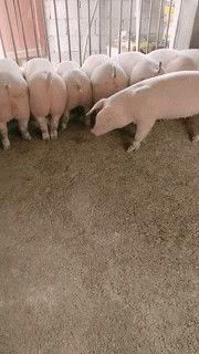 瓜哥吃猪脑壳,一场味蕾与勇气的较量