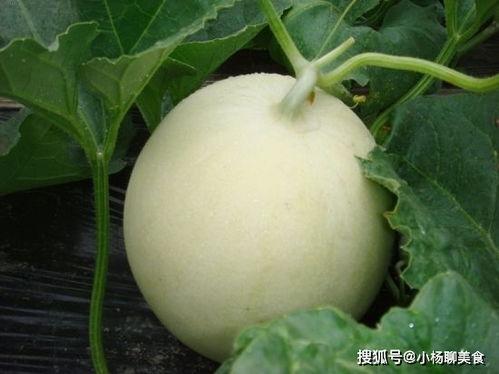 一瓜两吃的香瓜,香瓜美食新体验