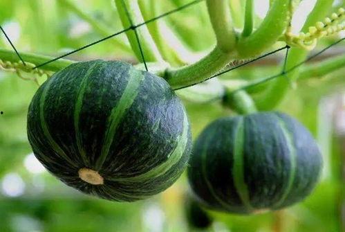 德化最近的吃瓜,真相竟如此惊人!