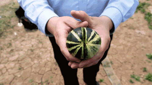 济宁吃瓜视频,一网打尽本地新鲜趣事