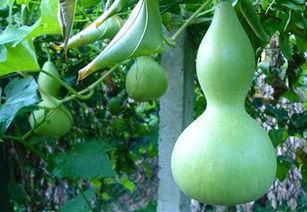 蒲瓜要削皮吃吗